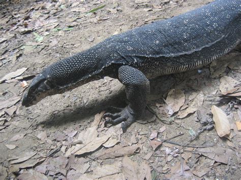 philippine monitor lizard (bayawak)|bayáwak – CulturEd: Philippine Cultural Education .